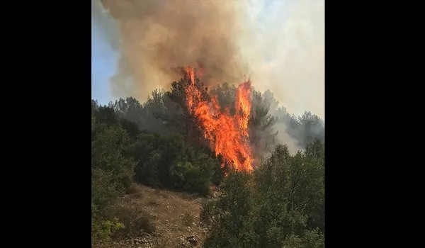 Muğla'da Orman Yangını! Alevler Kontrol Altına Alındı